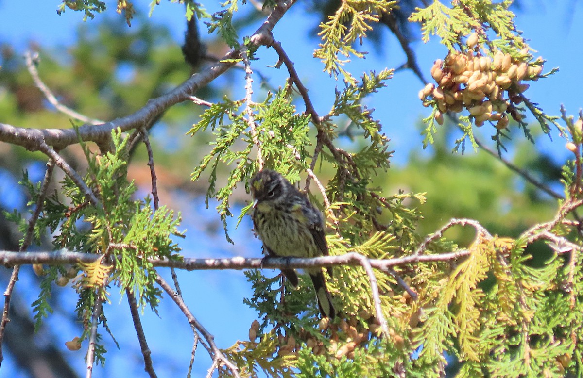 Yellow-rumped Warbler - ML641885445