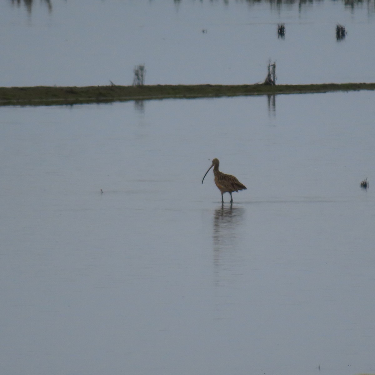 Long-billed Curlew - ML641885450