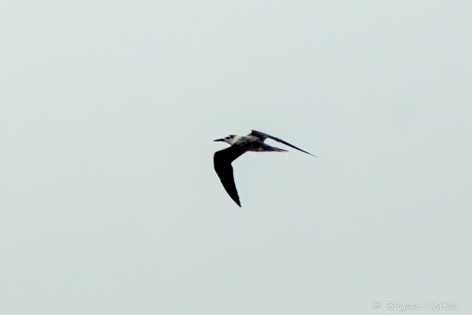Bridled Tern - ML641885492