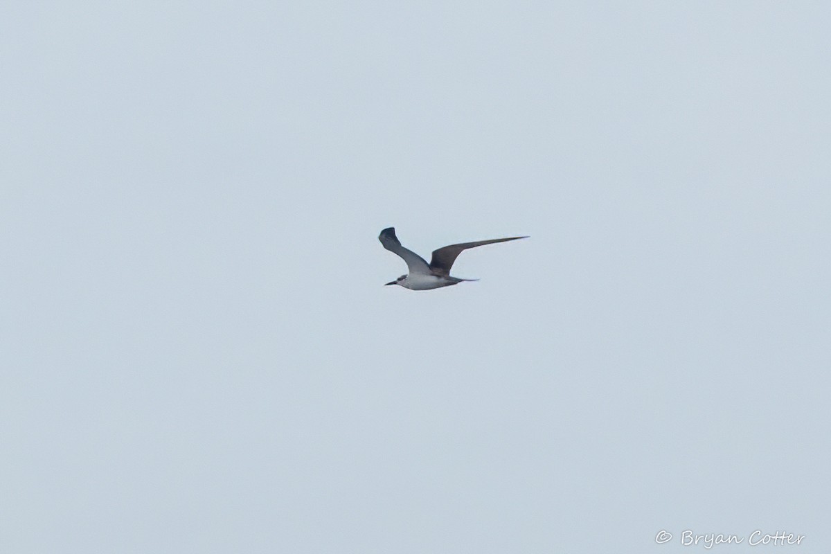Bridled Tern - ML641885493