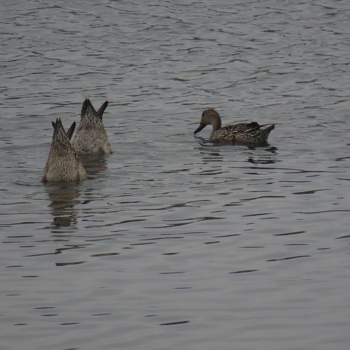 Northern Pintail - ML641885536
