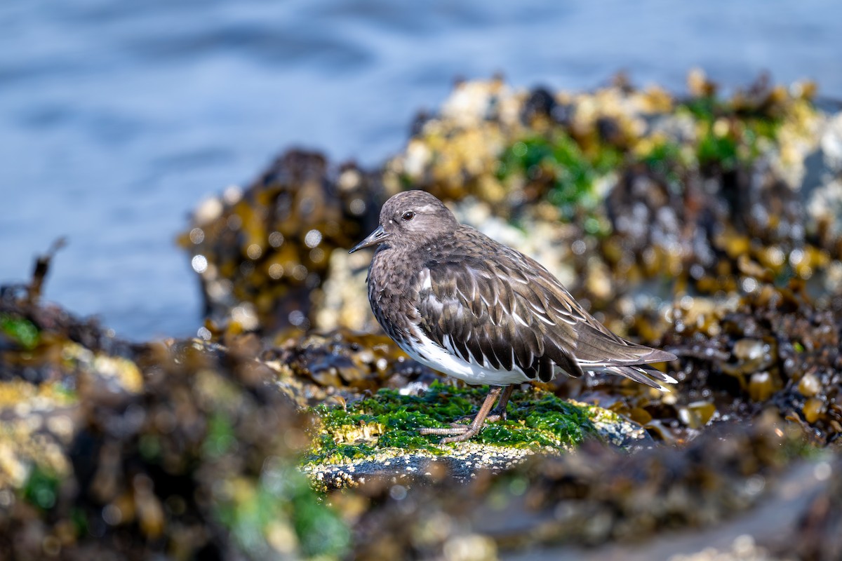 Black Turnstone - ML641885538