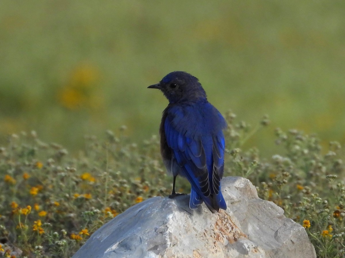 Blaukehl-Hüttensänger - ML641885549