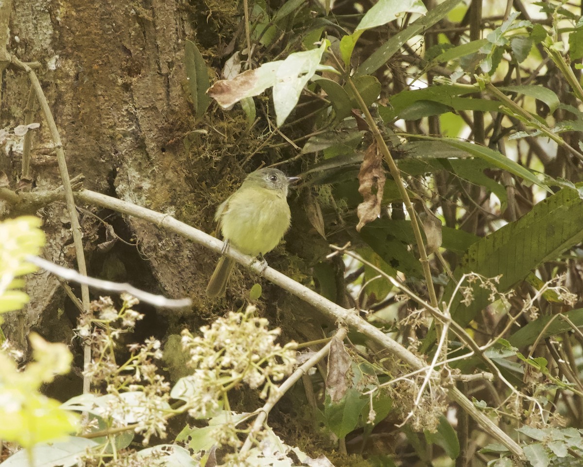 Inca Flycatcher - ML641885553