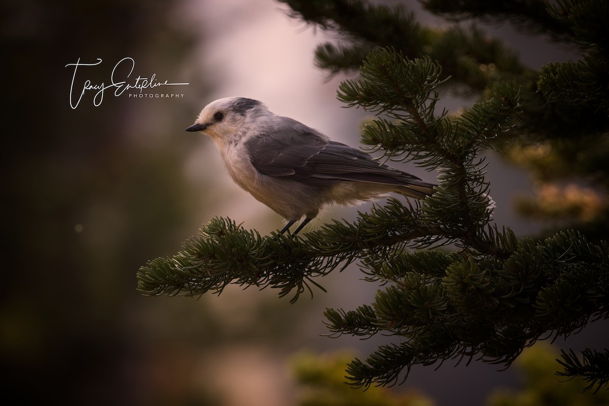 Canada Jay - ML641885565