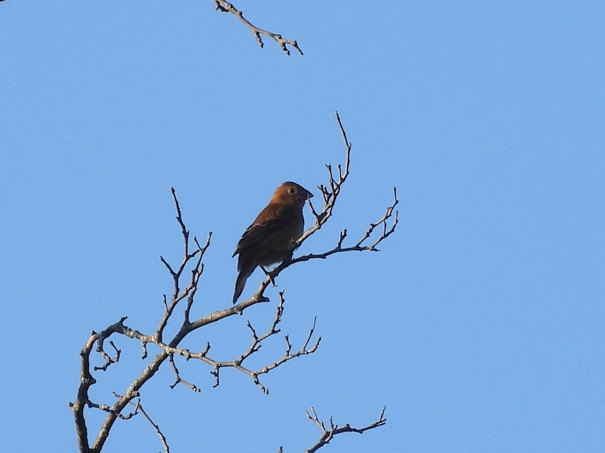 papežík modrý - ML641885571