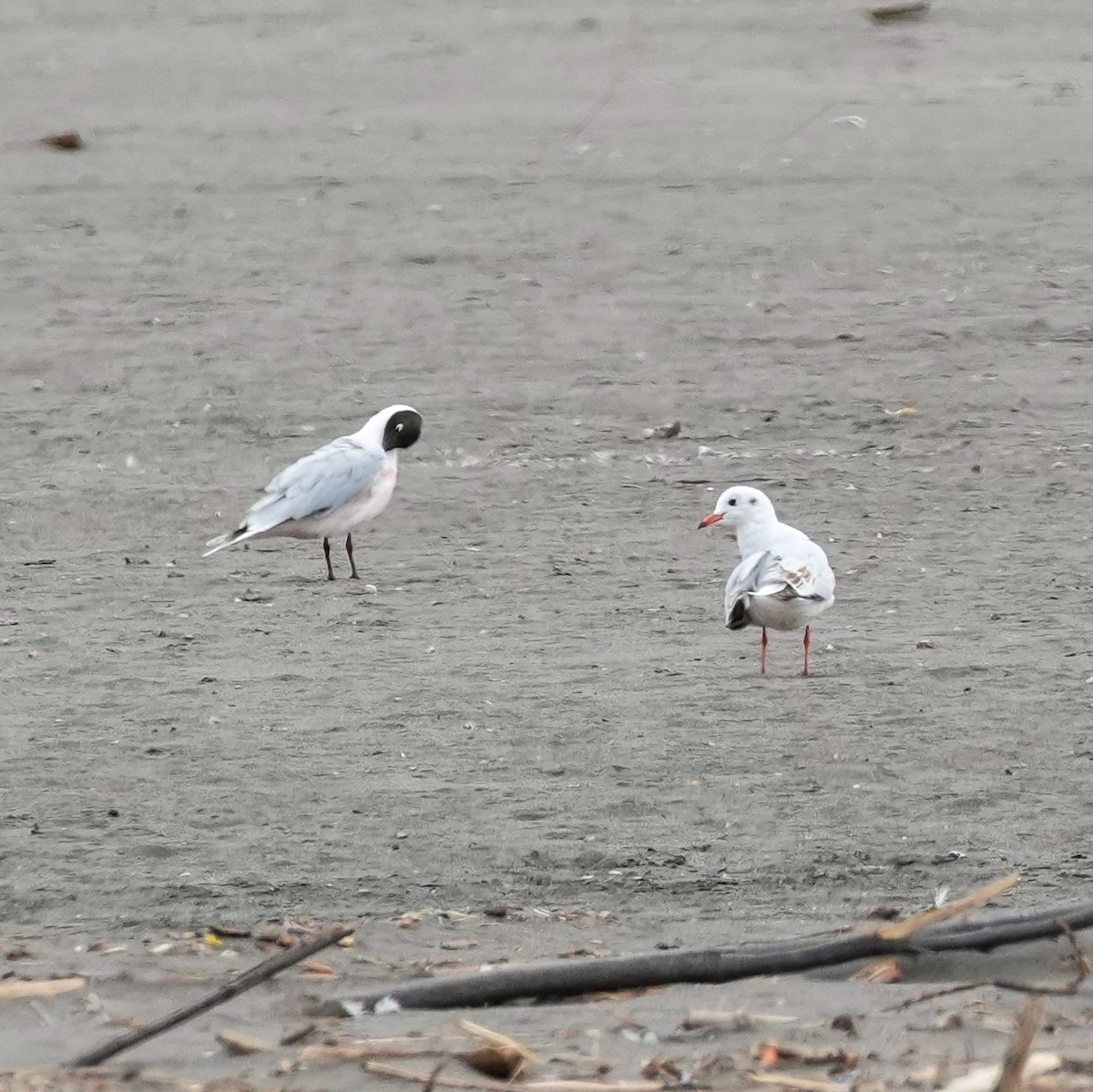 Mouette de Patagonie - ML641885573