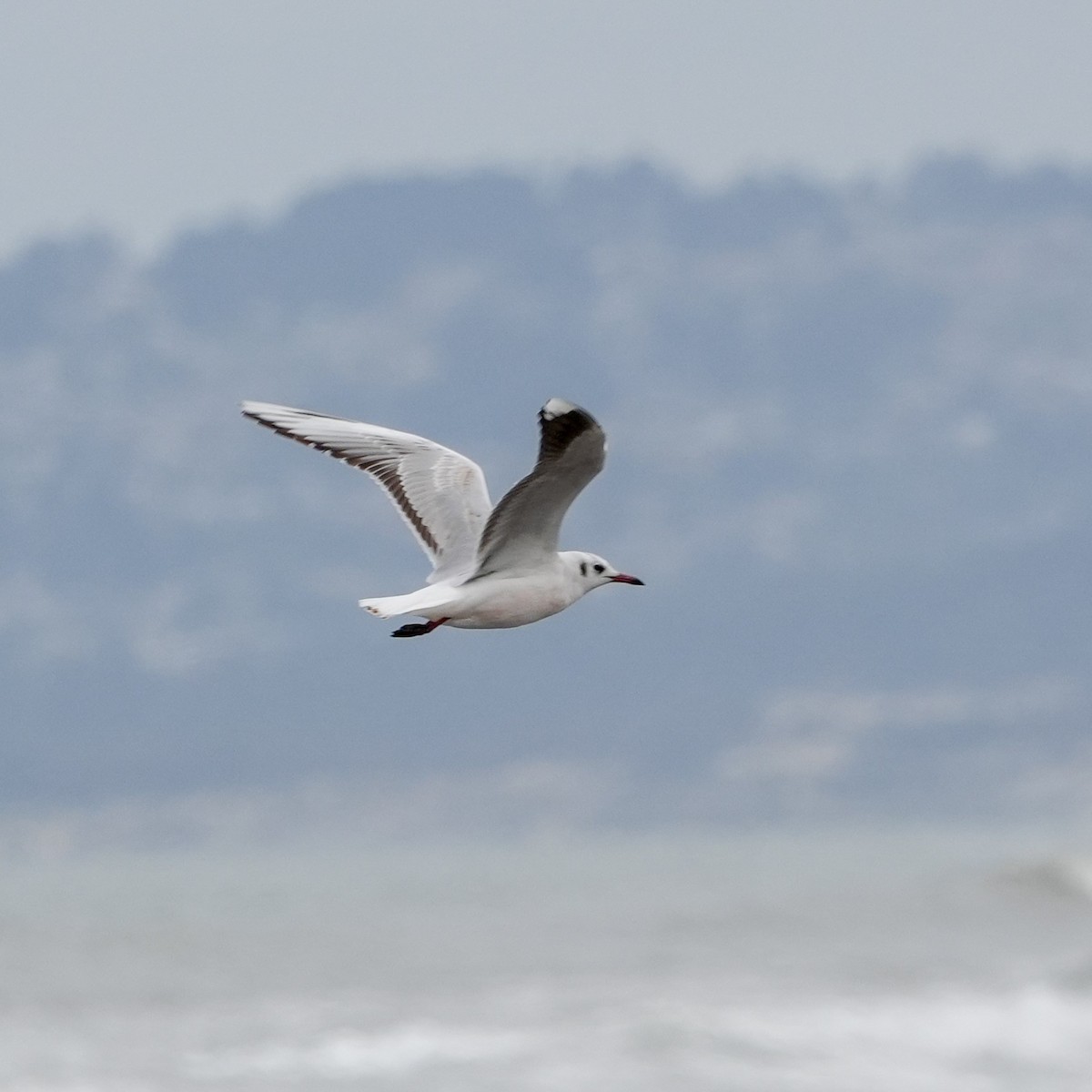 Mouette de Patagonie - ML641885574
