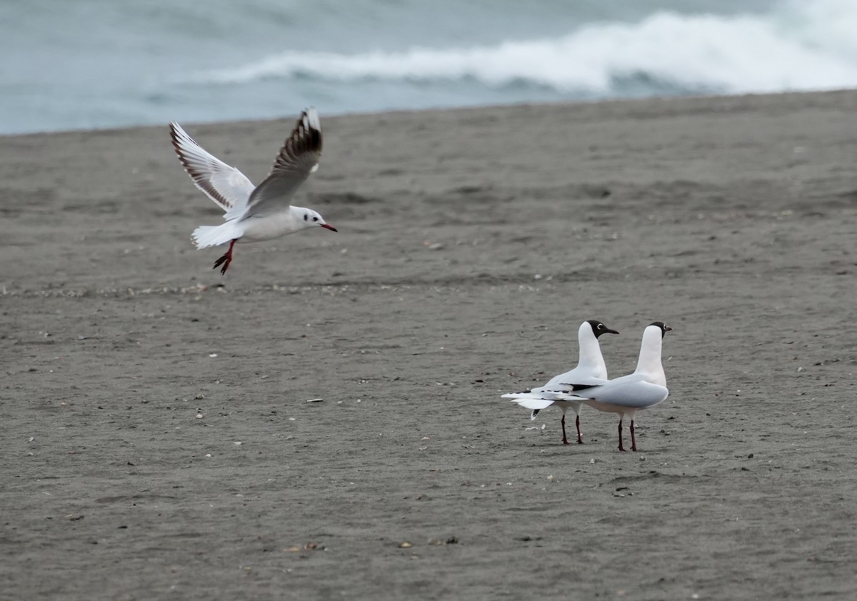 Mouette de Patagonie - ML641885575