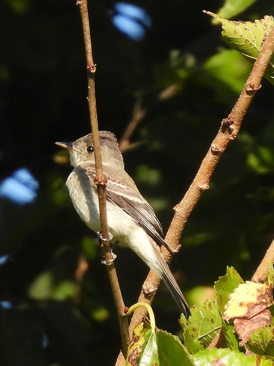 tyranovec východní - ML641885580