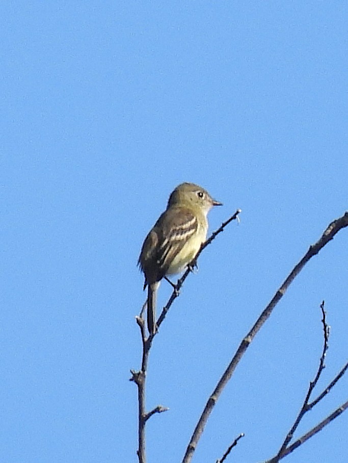 tyranovec malinký - ML641885583