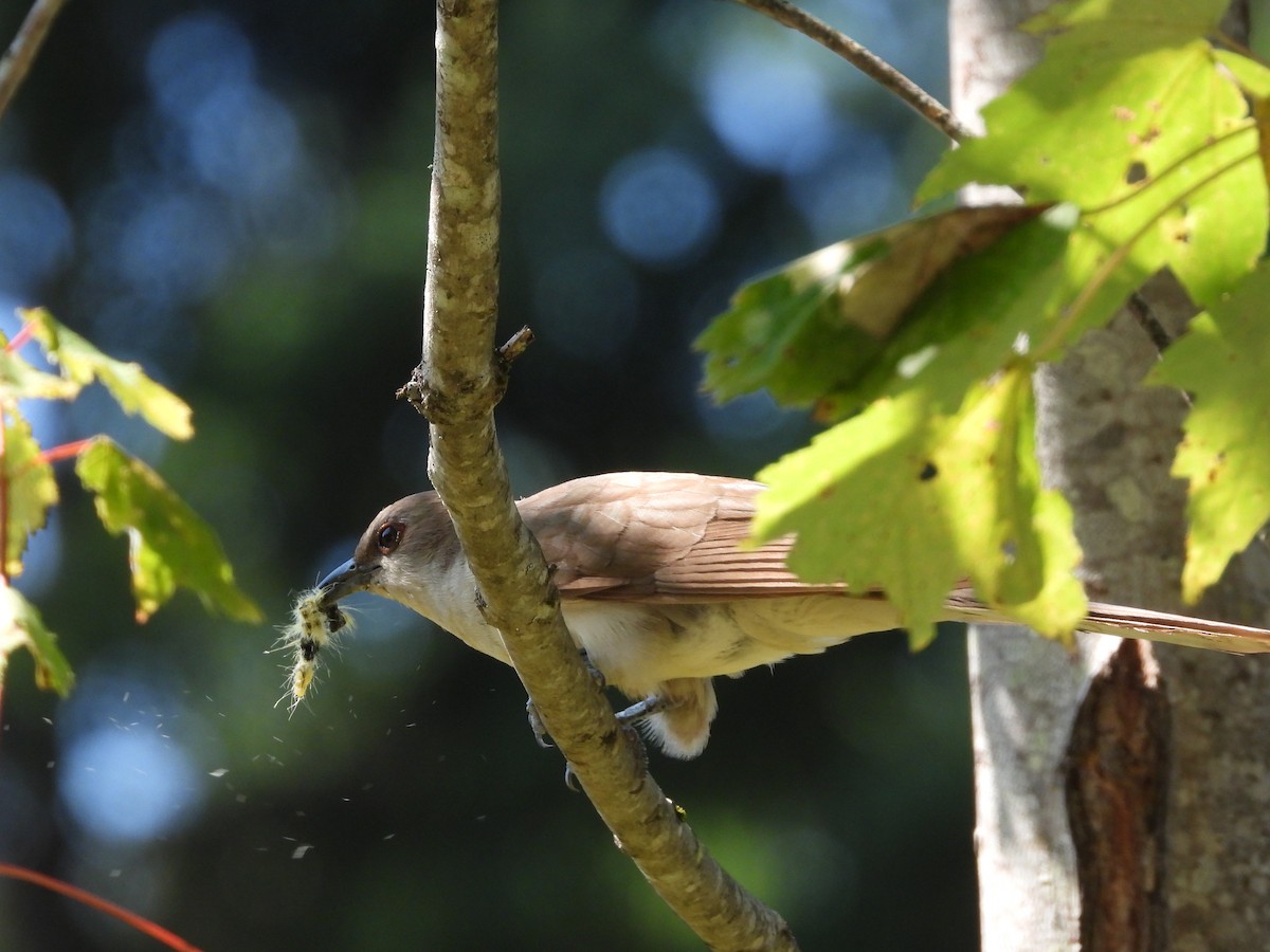Black-billed Cuckoo - ML641885587
