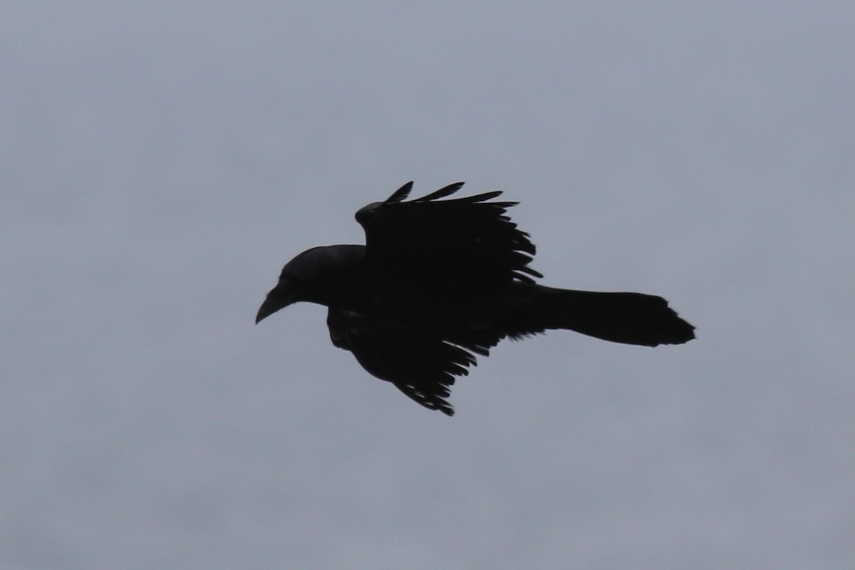 Common Raven - ML641885590