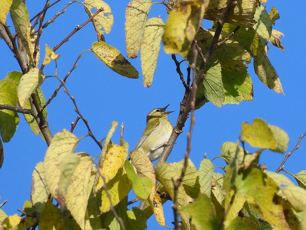 lesňáček olivový - ML641885591