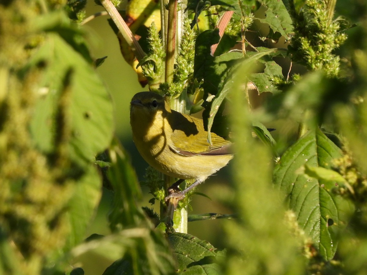 lesňáček olivový - ML641885592