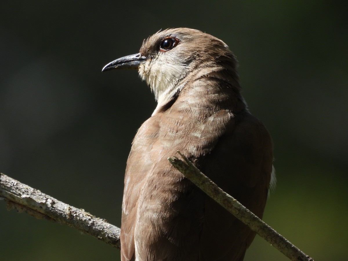 Black-billed Cuckoo - ML641885593