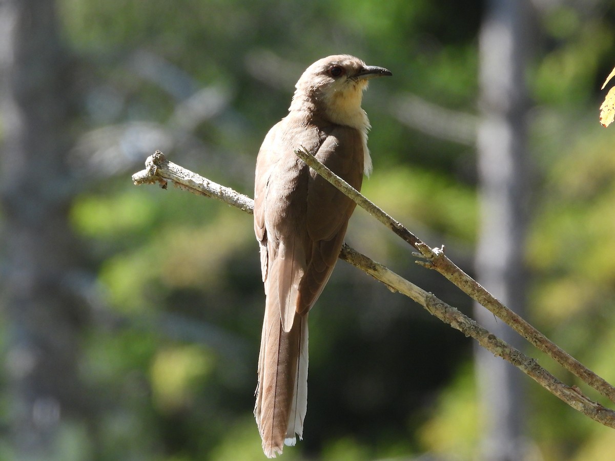 Black-billed Cuckoo - ML641885594