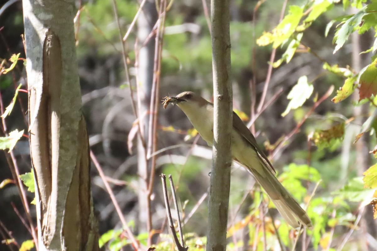 Black-billed Cuckoo - ML641885600