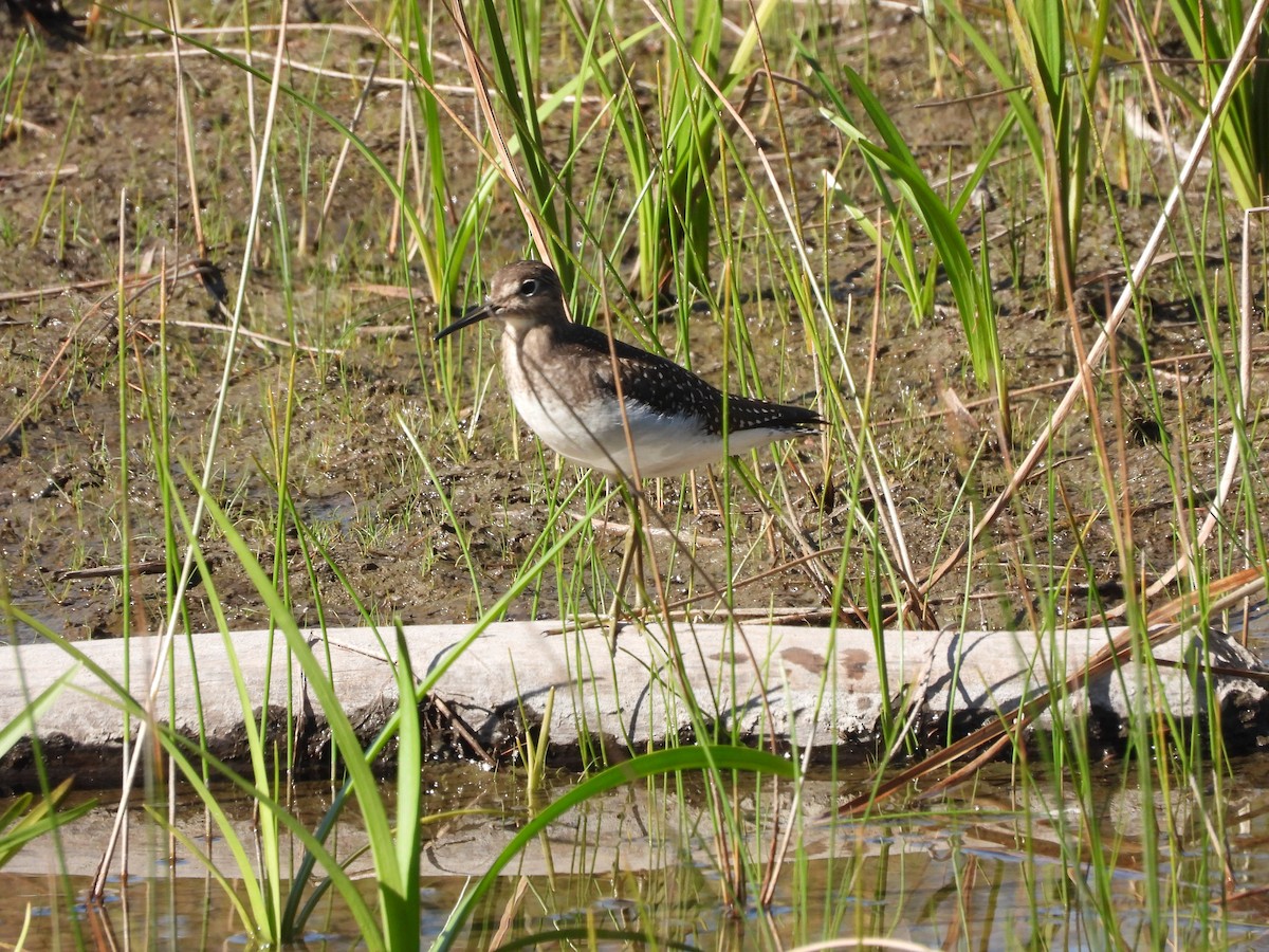 Solitary Sandpiper - ML641885608