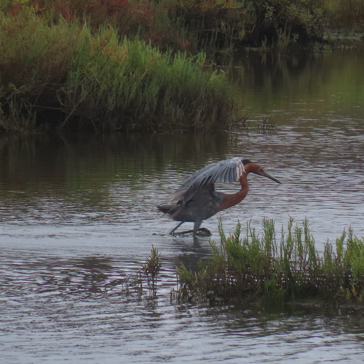Reddish Egret - ML641885610