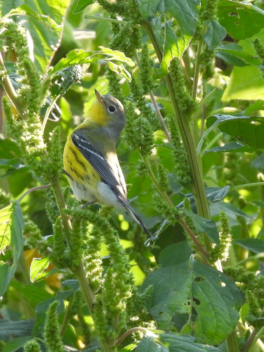 Magnolia Warbler - ML641885611