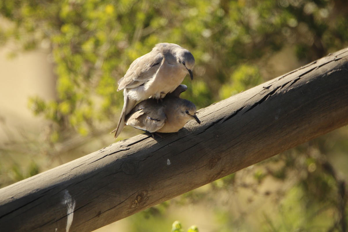 Picui Ground Dove - ML641885616