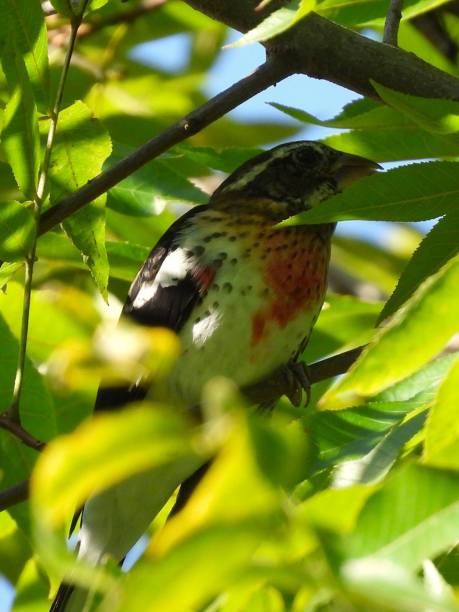 Rose-breasted Grosbeak - ML641885617