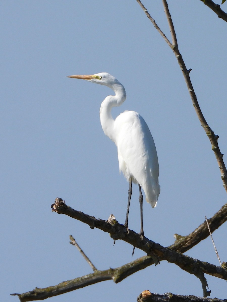 Great Egret - ML641885619