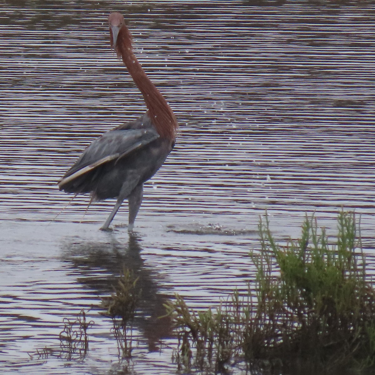 Reddish Egret - ML641885620