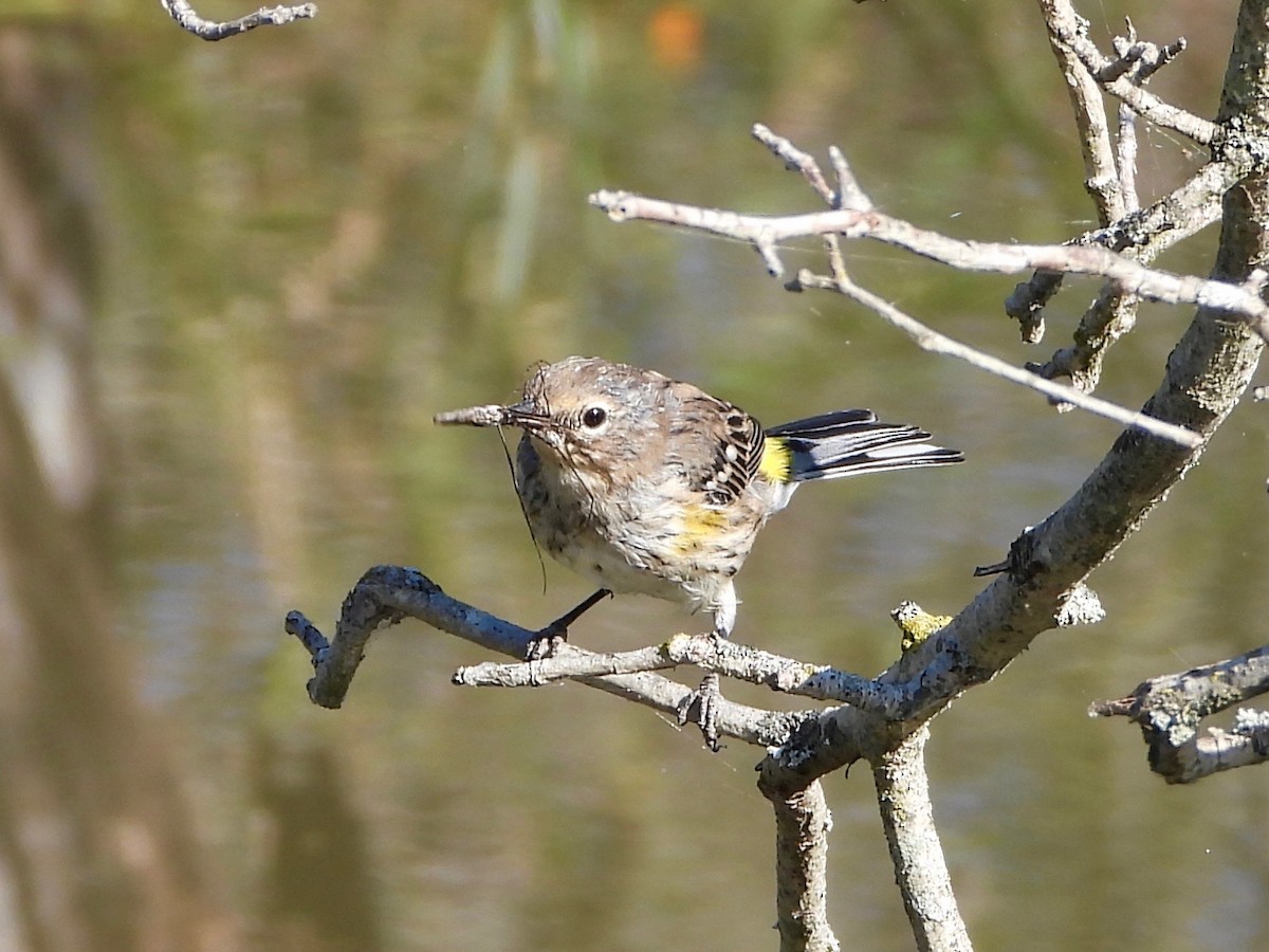 Yellow-rumped Warbler - ML641885631