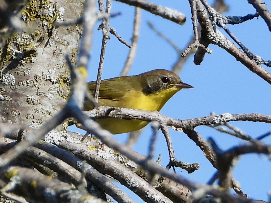Common Yellowthroat - ML641885635