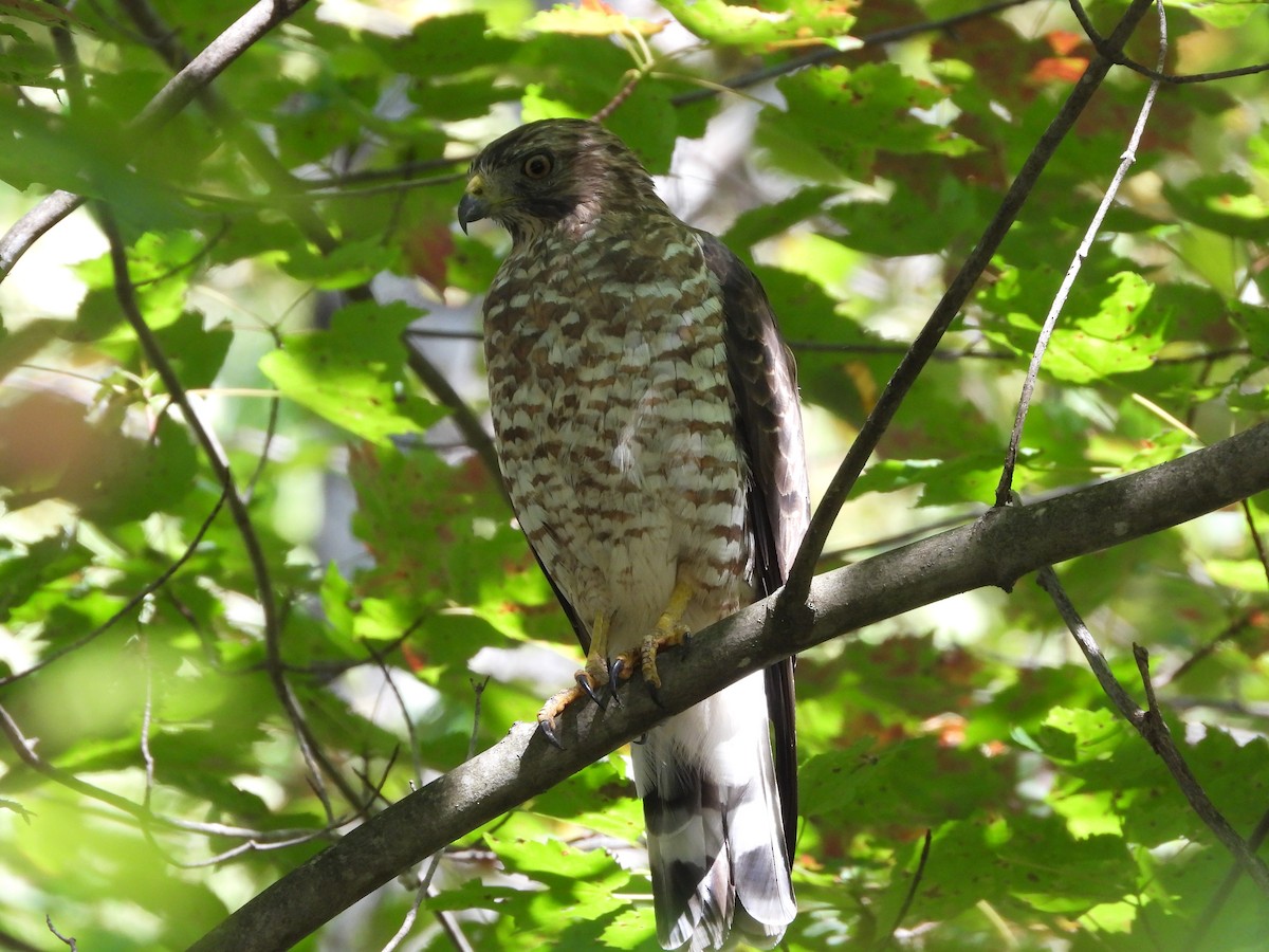 Broad-winged Hawk - ML641885638