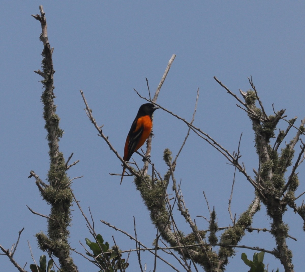 Baltimore Oriole - ML641885650