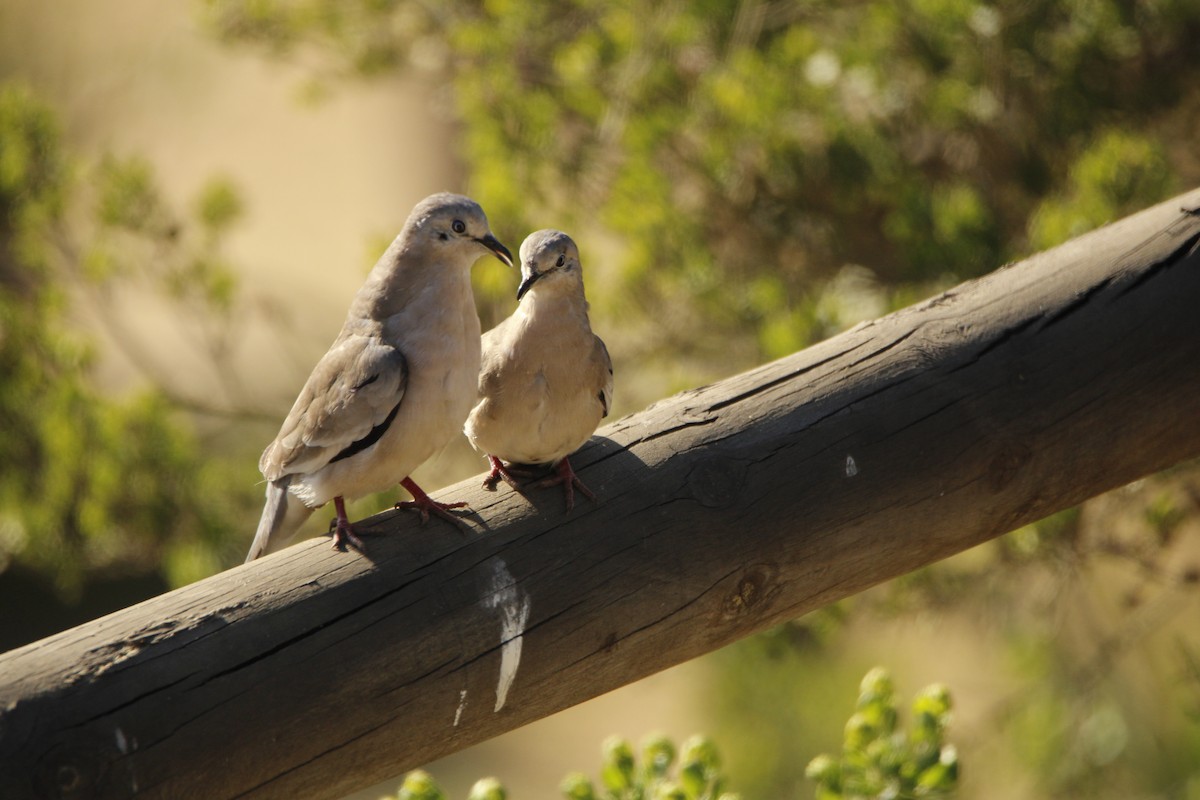 Picui Ground Dove - ML641885652