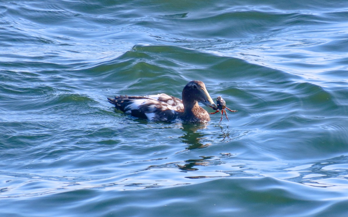 Common Eider - ML641885653