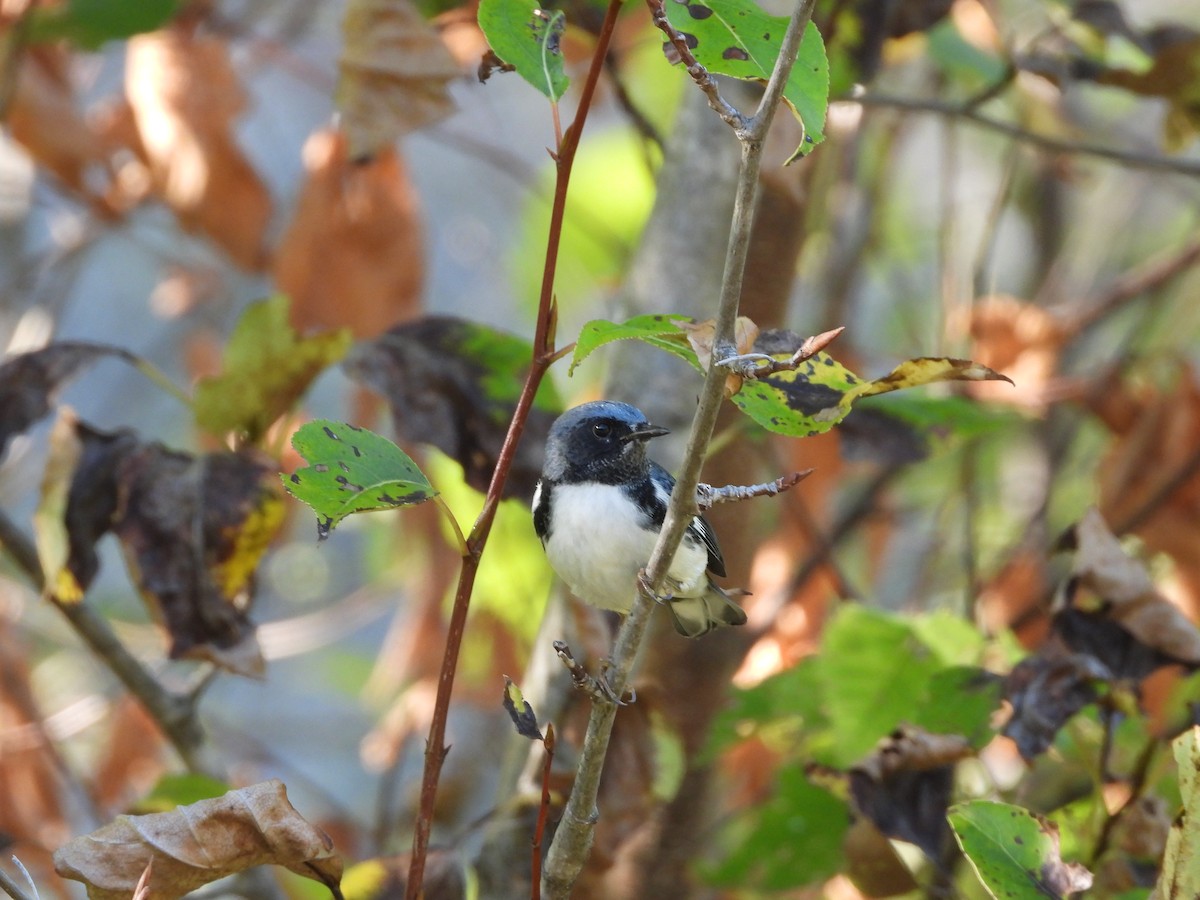 Black-throated Blue Warbler - ML641885654