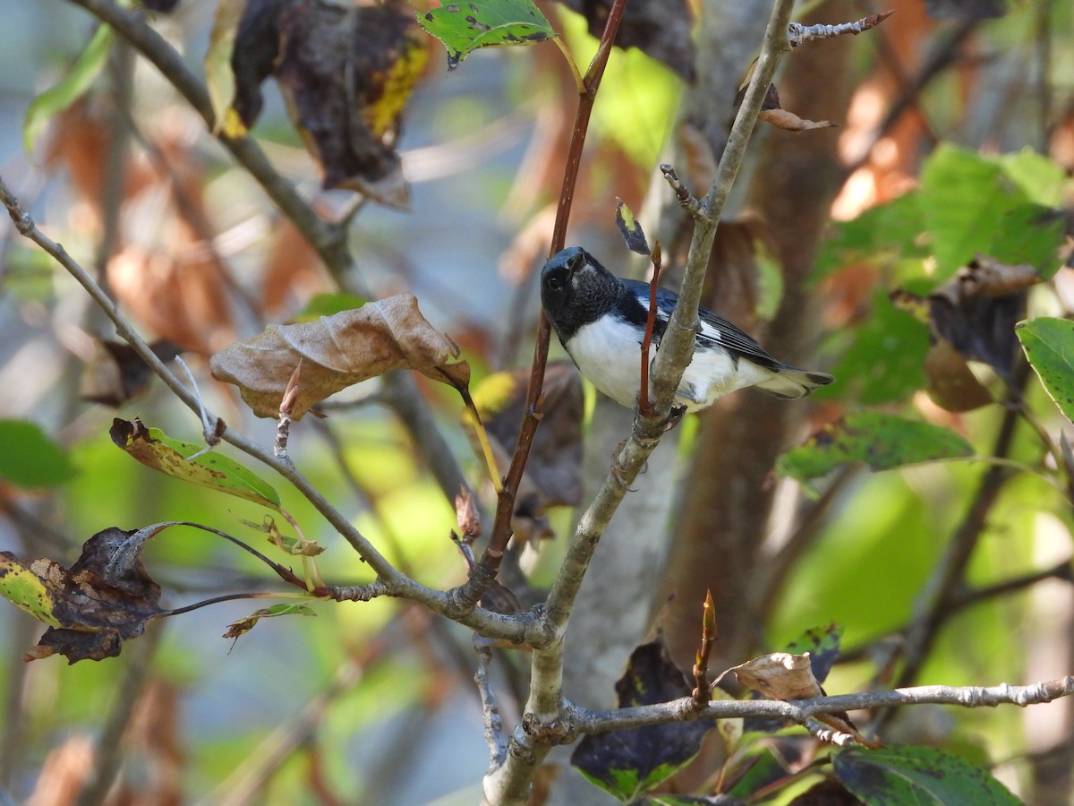 Black-throated Blue Warbler - ML641885655