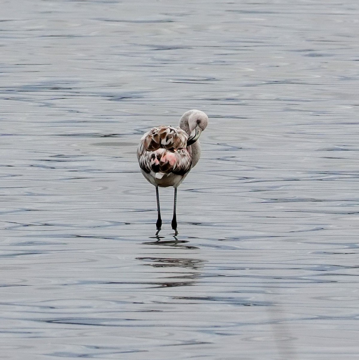Chilean Flamingo - ML641885659