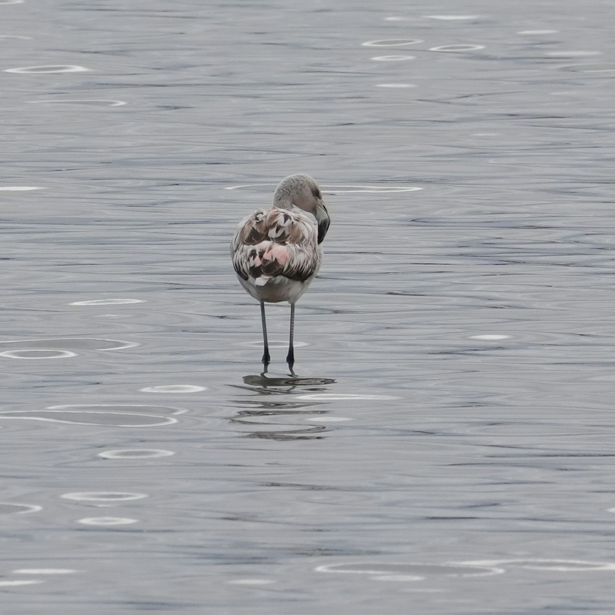 Chilean Flamingo - ML641885660