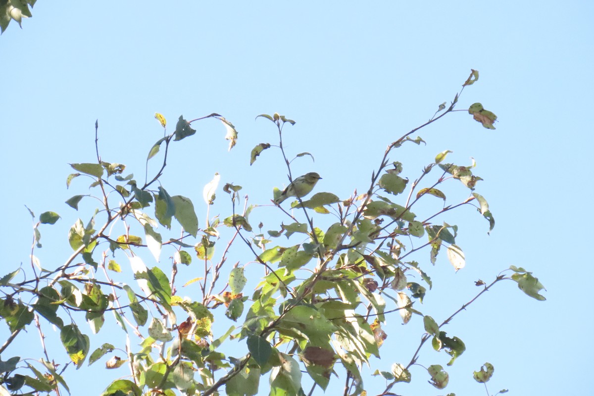 Black-throated Green Warbler - ML641885663