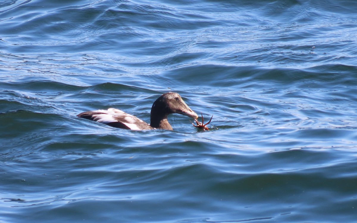 Common Eider - ML641885664