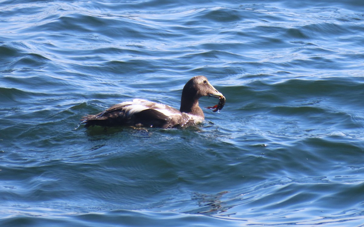 Common Eider - ML641885666