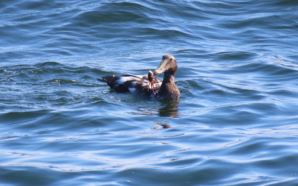 Common Eider - ML641885667