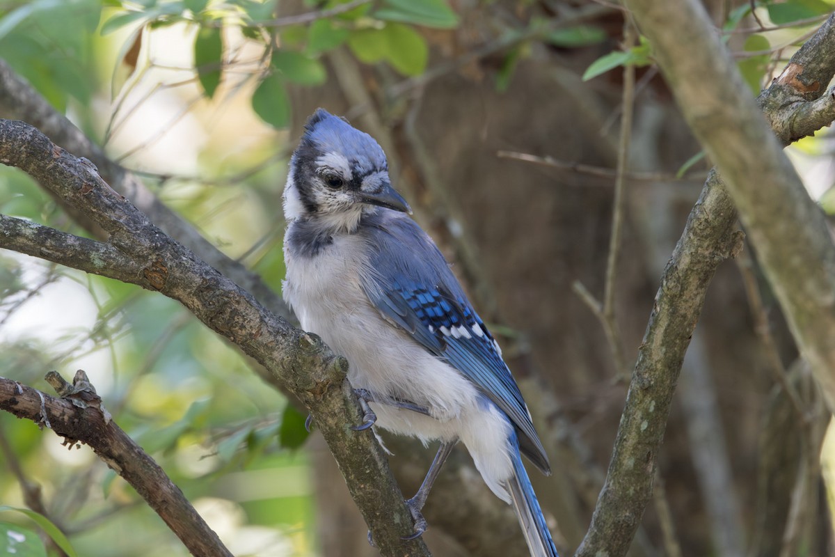 Blue Jay - ML641885697