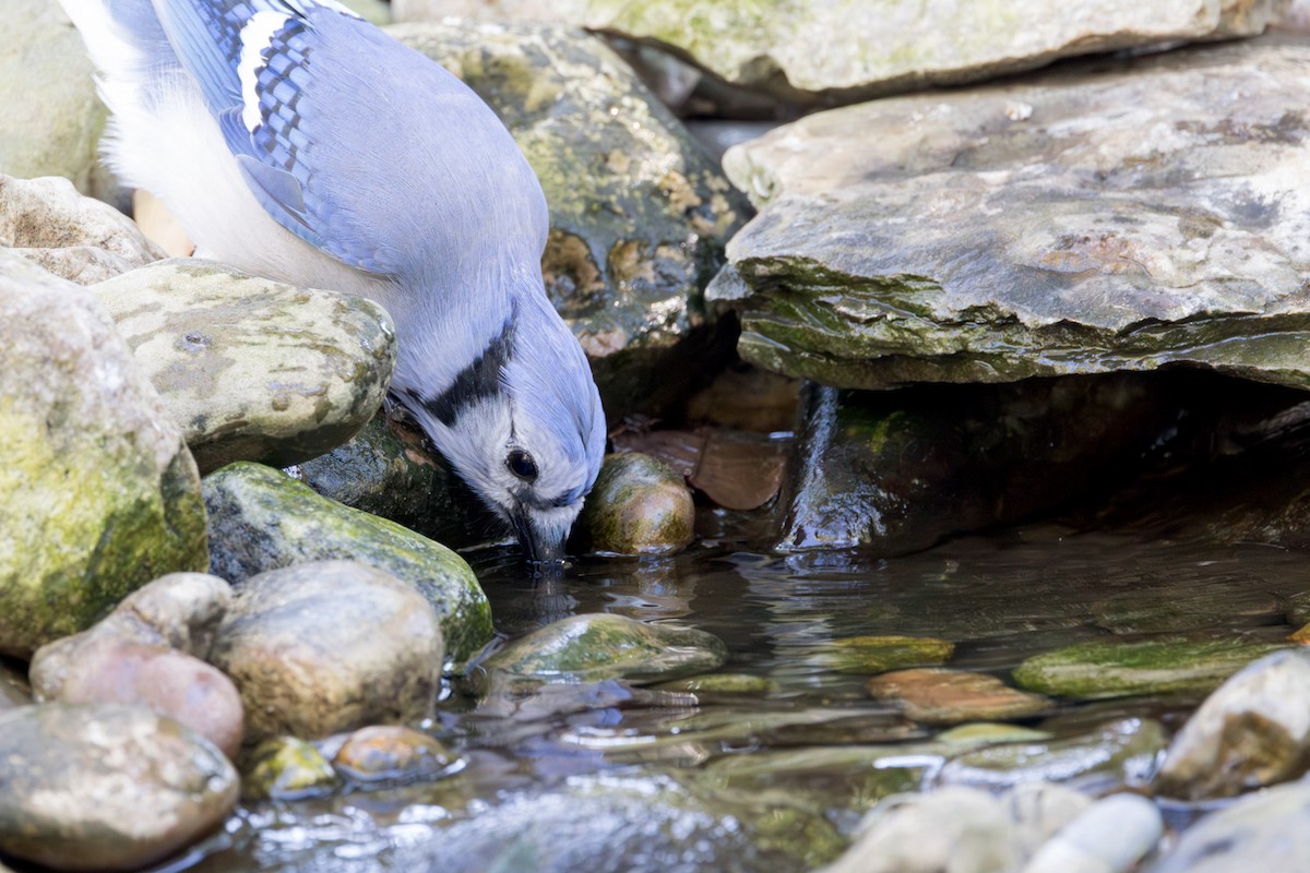 Blue Jay - ML641885698