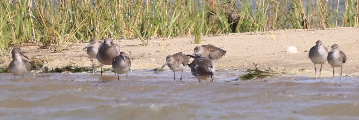 Short-billed Dowitcher - ML641885733