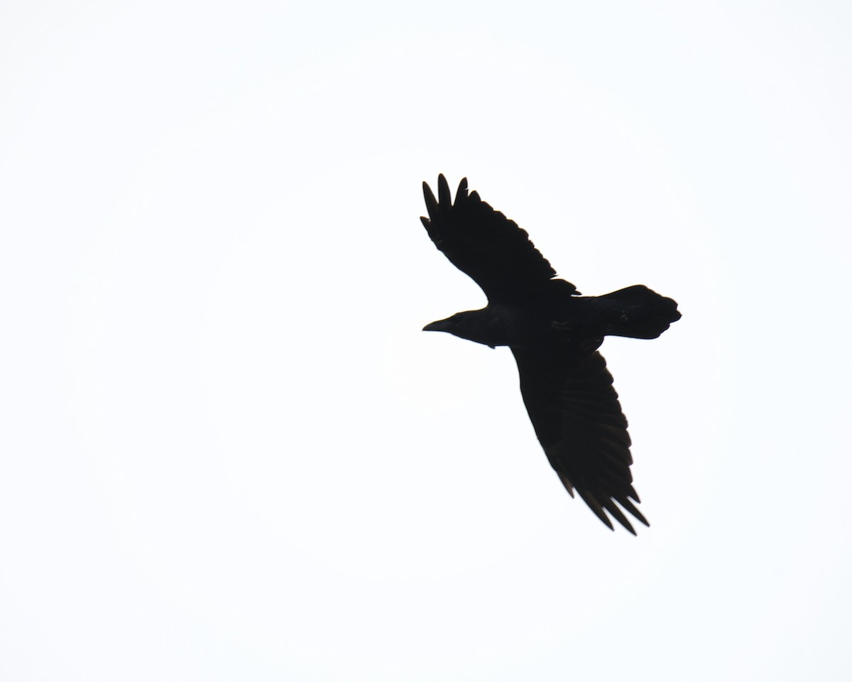Erroia - ML641885770