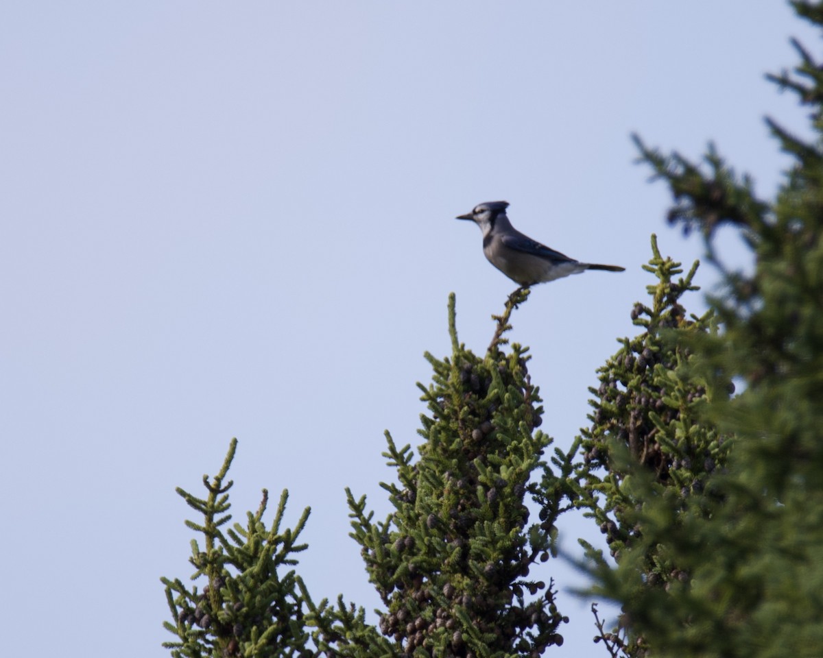 Blue Jay - ML641885781