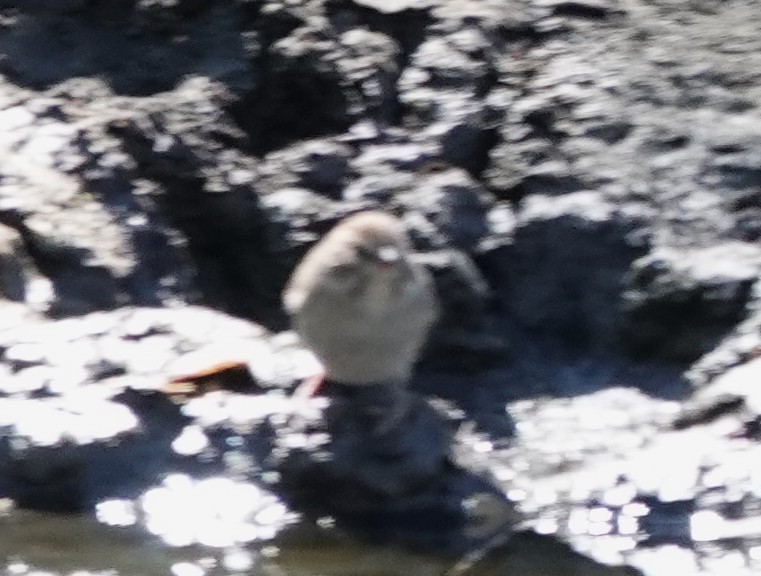 Rufous-crowned Sparrow - ML641885807
