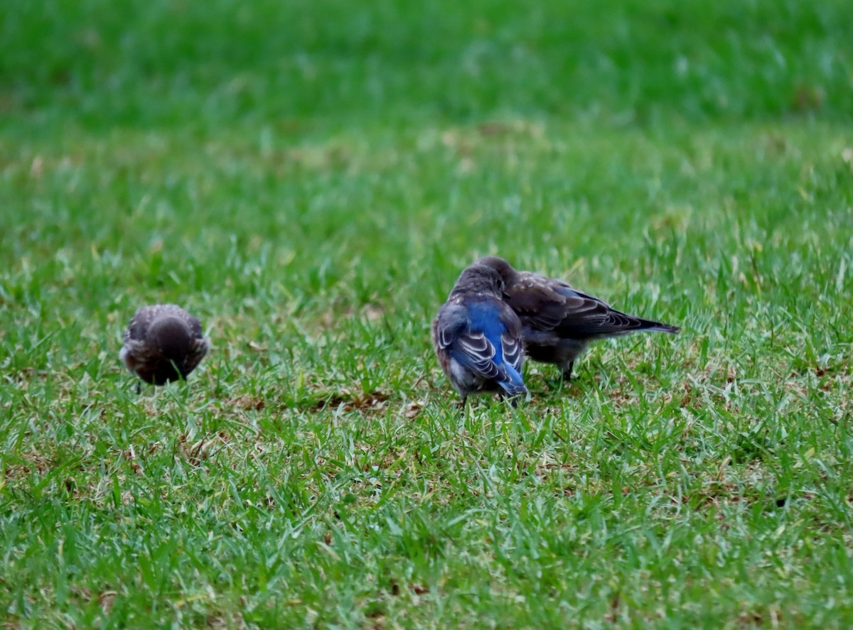 Blaukehl-Hüttensänger - ML641885822